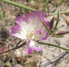 Clarkia speciosa immaculata