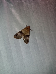 Melipotis fasciolaris