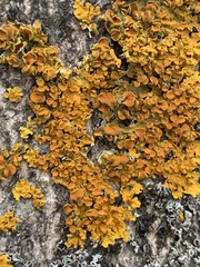 Xanthoria parietina