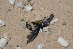Battus philenor insularis