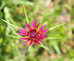 Tragopogon eriospermus