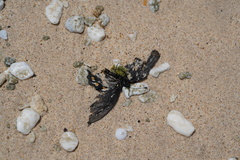 Battus philenor insularis