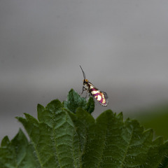Micropterix schaefferi
