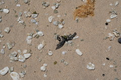 Battus philenor insularis