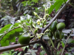 Solanum trizygum