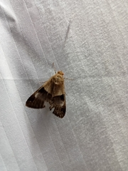 Melipotis fasciolaris