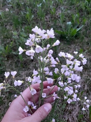 Cardamine pratensis