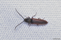 Campylomorphus homalisinus