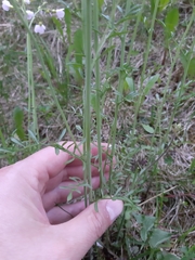 Cardamine pratensis