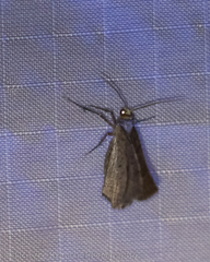 Macaria multilineata