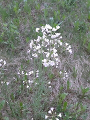Cardamine pratensis