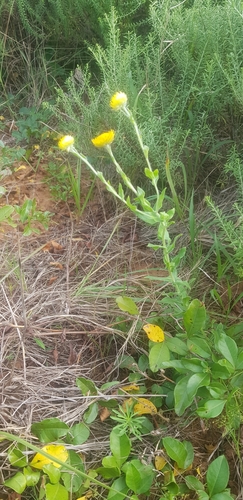 Image of Helichrysum decorum by (c) Suvarna Parbhoo Mohan, some rights reserved (CC BY-SA)