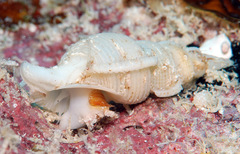 Phyllocoma convoluta