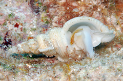 Phyllocoma convoluta