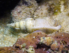 Phyllocoma convoluta
