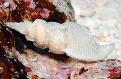 Phyllocoma convoluta