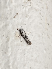 Ethmia bittenella