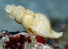 Phyllocoma convoluta