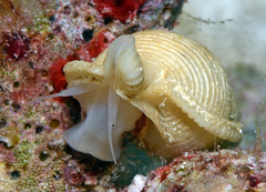 Phyllocoma convoluta