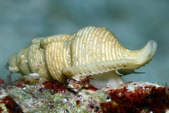 Phyllocoma convoluta