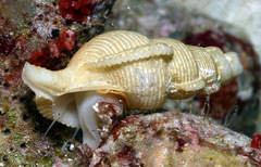 Phyllocoma convoluta
