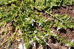 Teucrium townsendii