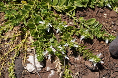 Teucrium townsendii