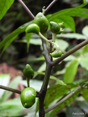 Solanum trizygum