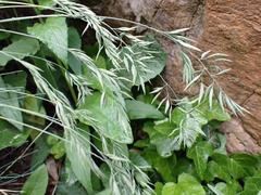 Festuca pallens