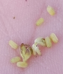 Valerianella carinata