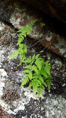 Gymnocarpium jessoense