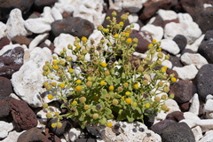 Perityle socorrosensis