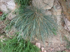 Festuca pallens