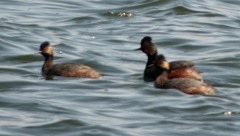 Podiceps nigricollis