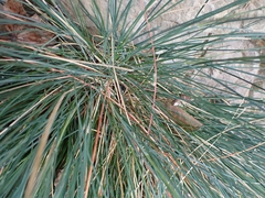 Festuca pallens