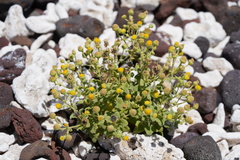 Perityle socorrosensis