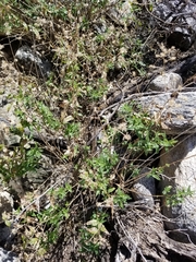 Koanophyllon palmeri