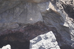 Zenaida macroura clarionensis
