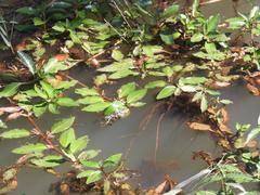 Ludwigia adscendens diffusa