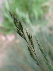 Festuca pallens