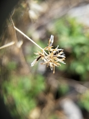 Koanophyllon palmeri