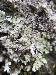 Heterodermia albicans