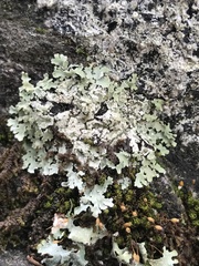 Heterodermia albicans