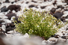 Perityle socorrosensis