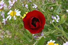 Papaver umbonatum