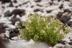 Perityle socorrosensis