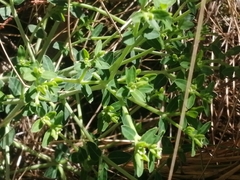 Euphorbia macropus