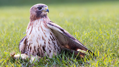Buteo jamaicensis