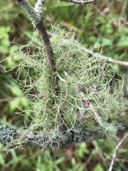 Usnea mutabilis