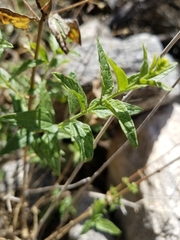 Koanophyllon palmeri